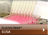 flockscreen elisa